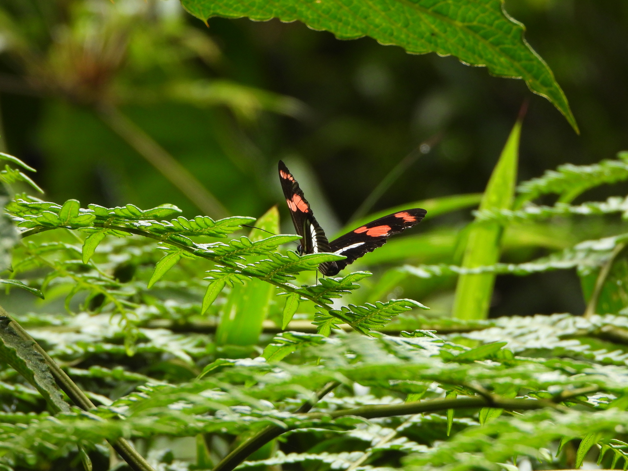 Heliconius telesiphe image