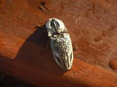 Neolycoreus goudotii