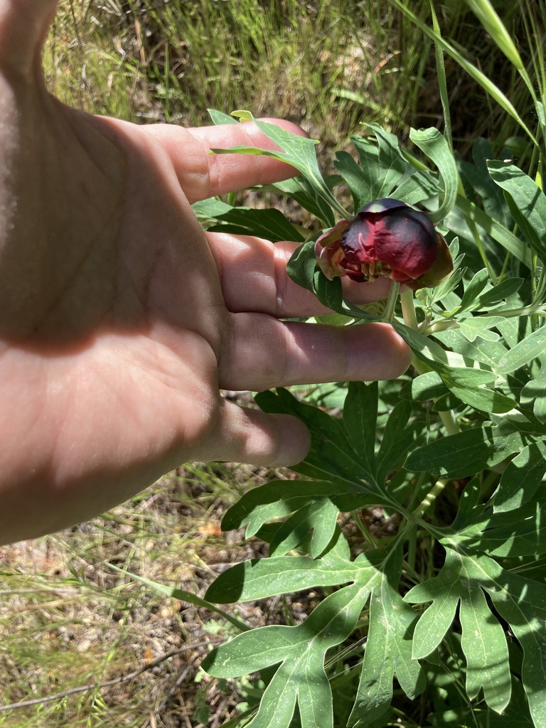 California Peony from Pacific Crest National Scenic Trail, Campo, CA ...