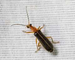 Podabrus brunnicollis