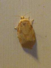 Adoxophyes negundana