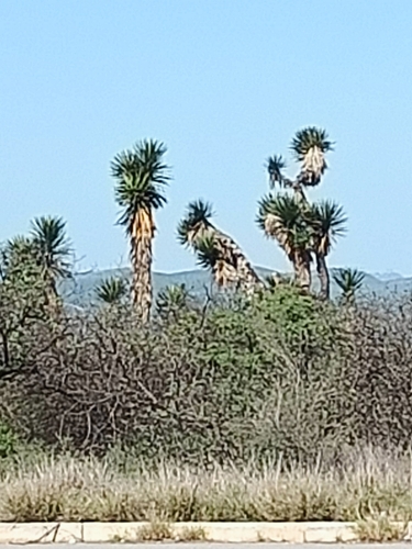 Image of Yucca filifera by (c) José Gerardo Velasco, some rights reserved (CC BY-SA)
