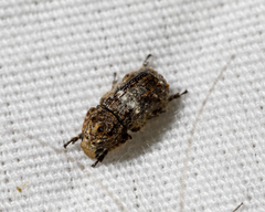 Toxonotus