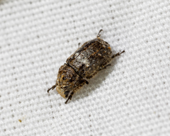 Toxonotus