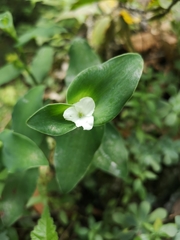 Tradescantia brevifolia