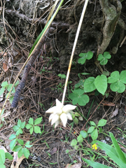Allium canadense canadense