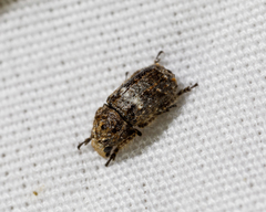 Toxonotus