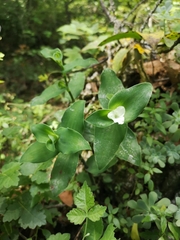 Tradescantia brevifolia