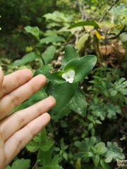 Tradescantia brevifolia