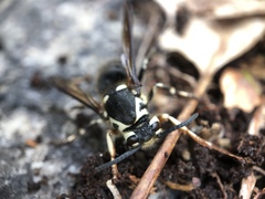 Dolichovespula maculata