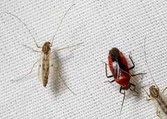 Tropidosteptes cardinalis