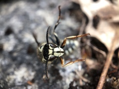 Dolichovespula maculata