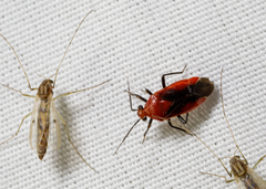 Tropidosteptes cardinalis