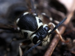 Dolichovespula maculata