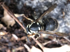 Dolichovespula maculata