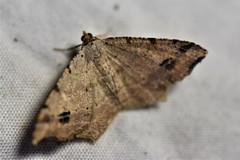 Macaria aequiferaria