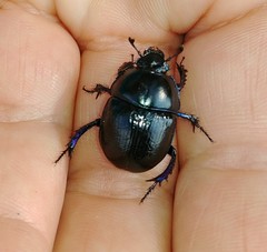 Anoplotrupes