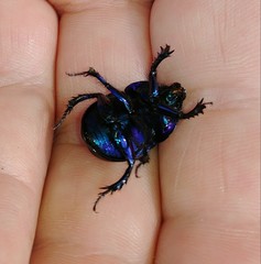 Anoplotrupes
