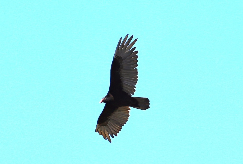 Turkey Vulture from Second Woods Park, St. Catharines, ON, Canada on ...