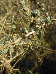 Aspalathus acanthophylla