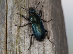 Platycerus caraboides