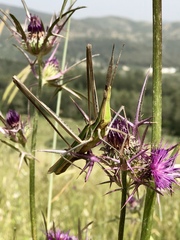 Acridinae