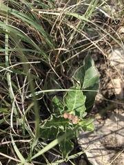 Asclepias scaposa