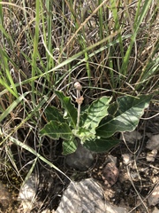 Asclepias scaposa