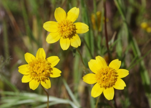 Salinas Valley goldfields (Lasthenia leptalea)