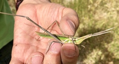 Acridinae