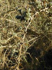 Aspalathus acanthophylla