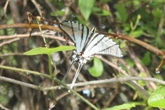 Protographium epidaus epidaus