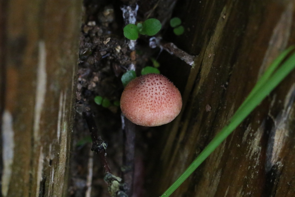 Gymnopilus dilepis · April 2024 · photo: © agnestrekker (iNaturalist, CC)