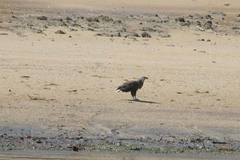 Haliaeetus vociferoides