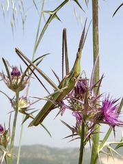 Acridinae