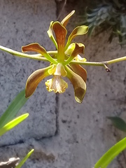 Encyclia parviflora