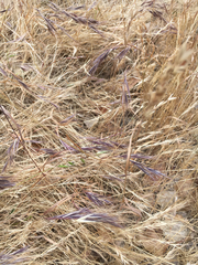 Bromus madritensis