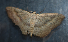 Scopula calothysanis