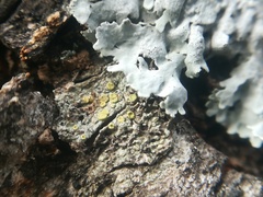 Lecanora fulvastra
