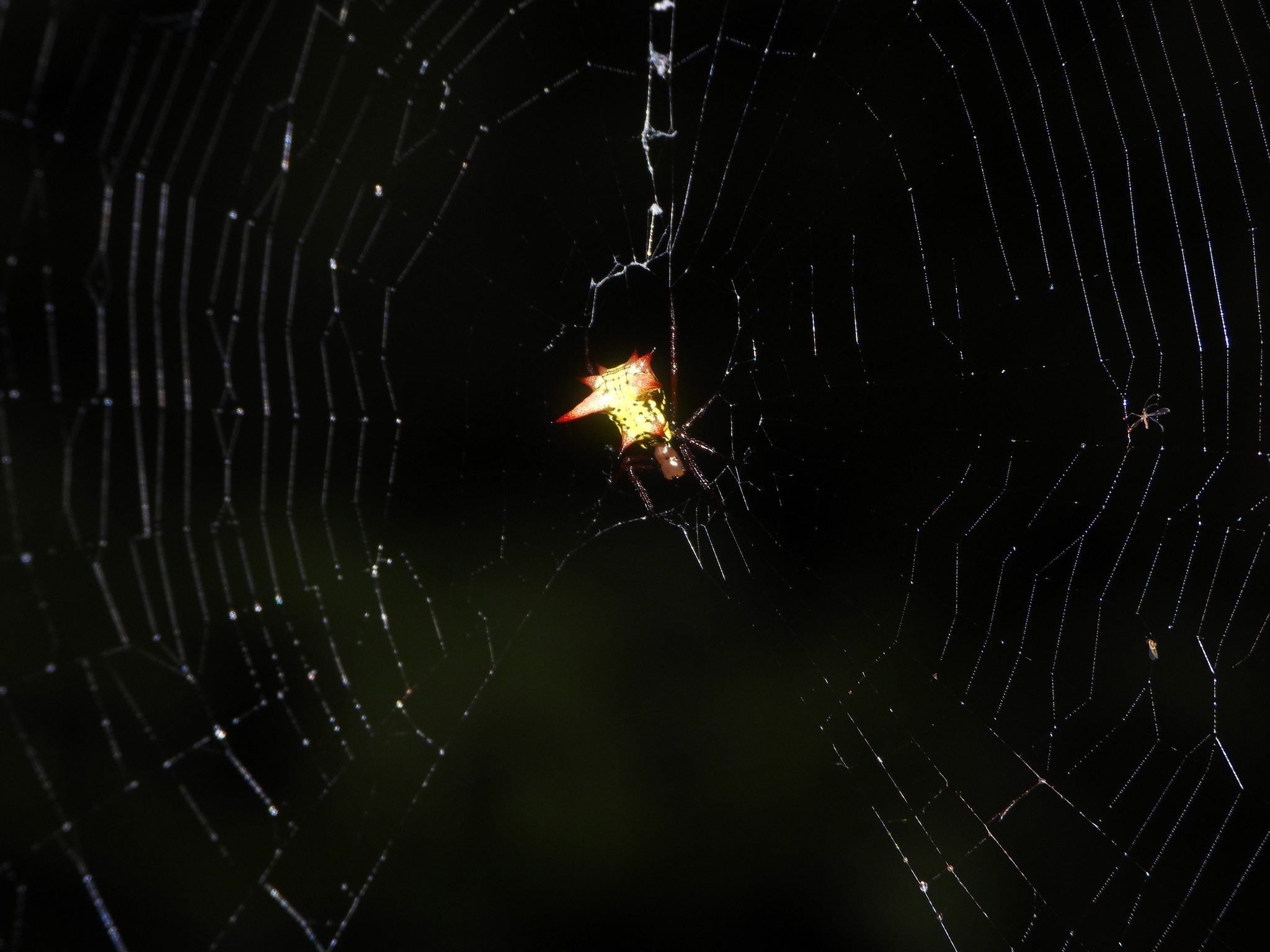 Micrathena gaujoni image