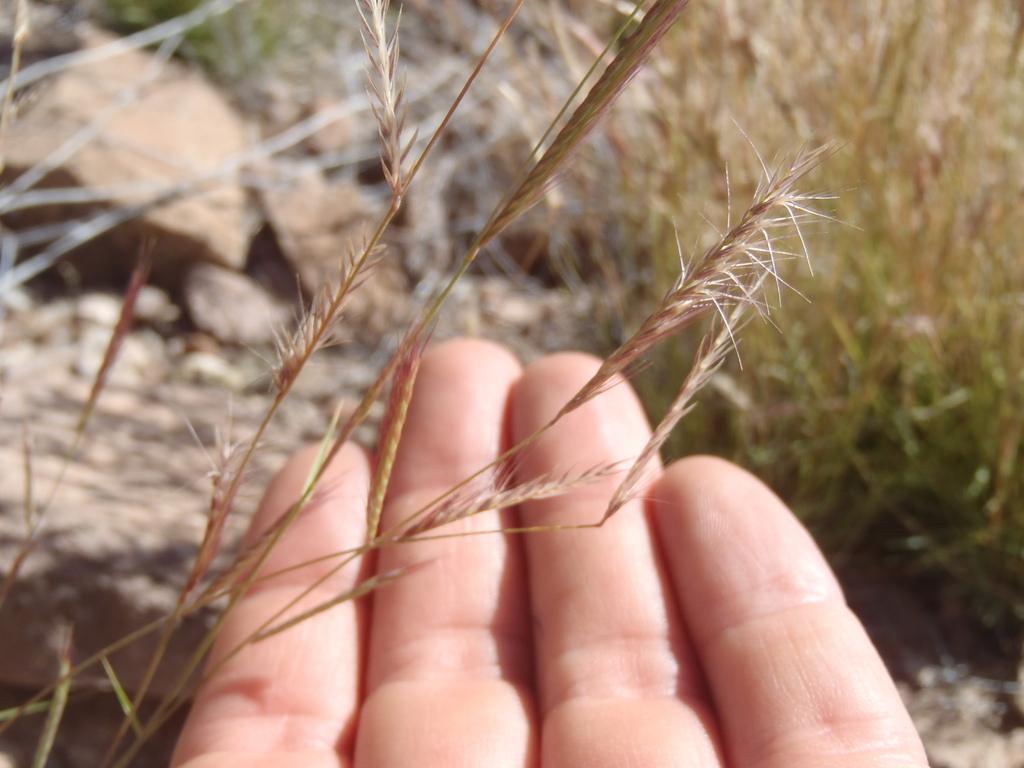 Red Grama from Pima County, AZ, USA on May 1, 2024 at 09:25 AM by Dan ...