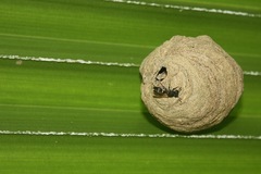 Polybia occidentalis