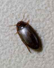 Copelatus chevrolati