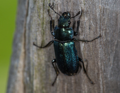 Platycerus caraboides