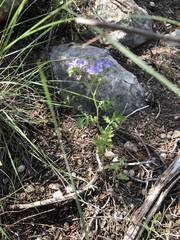 Phacelia congesta