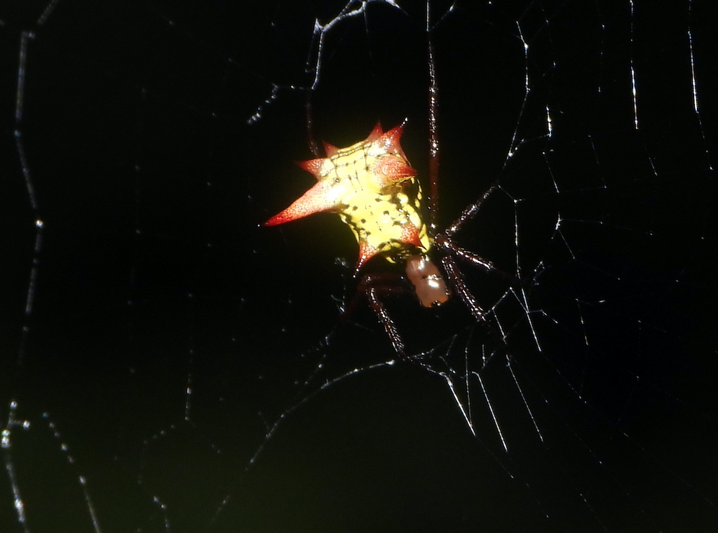 Micrathena gaujoni image
