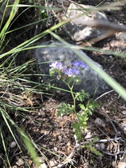 Phacelia congesta
