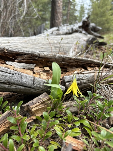 iNaturalist observation 2024-05-01