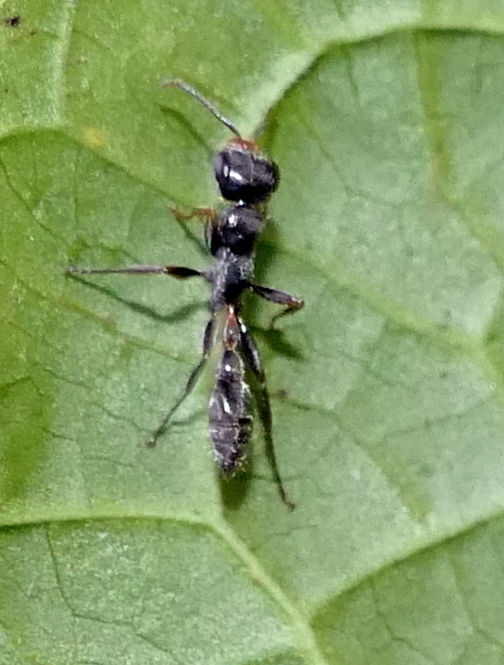 Gracilis-group Twig Ants from Zona rural de Paudalho - Pernambuco on ...