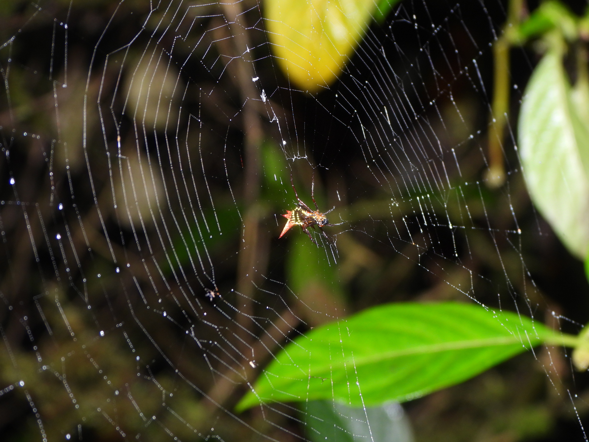 Micrathena image